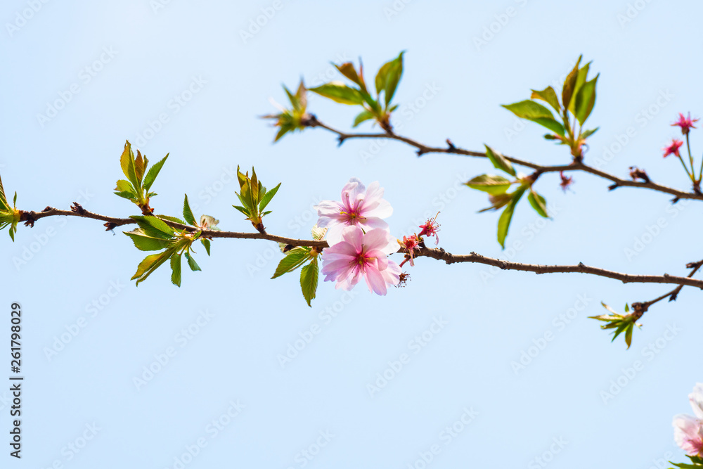 Cherry blossom in spring for background or copy space for text Cherry blossom in spring for background or copy space for text