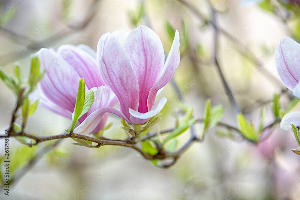 Spring floral background with branch of blossom magnolia flowers Spring floral background with branch of blossom magnolia flowers