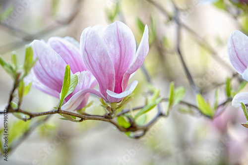 Spring floral background with branch of blossom magnolia flowers