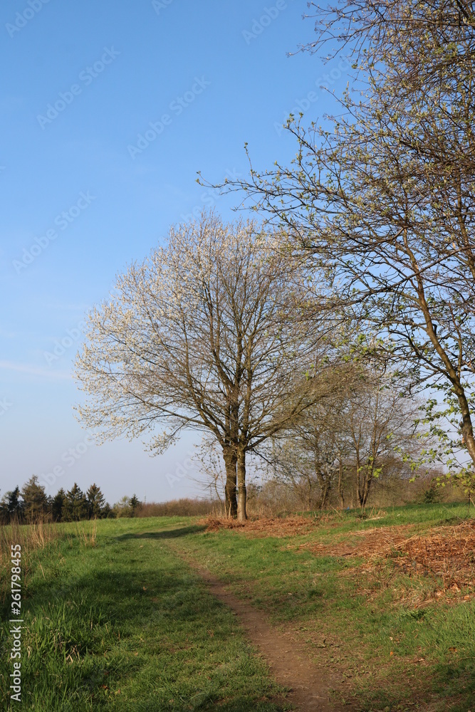 Obraz premium Naturlandschaft zwischen Wald und Wiese im Frühling