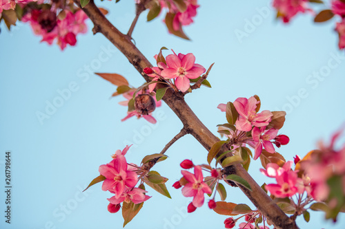 Branch of pink apple blossom flowers on blue background