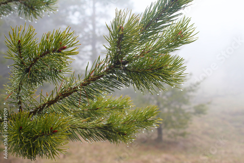 Branches of evergreen  pinaceae trees with raindrop in fog  on Tara mountain  Serbia