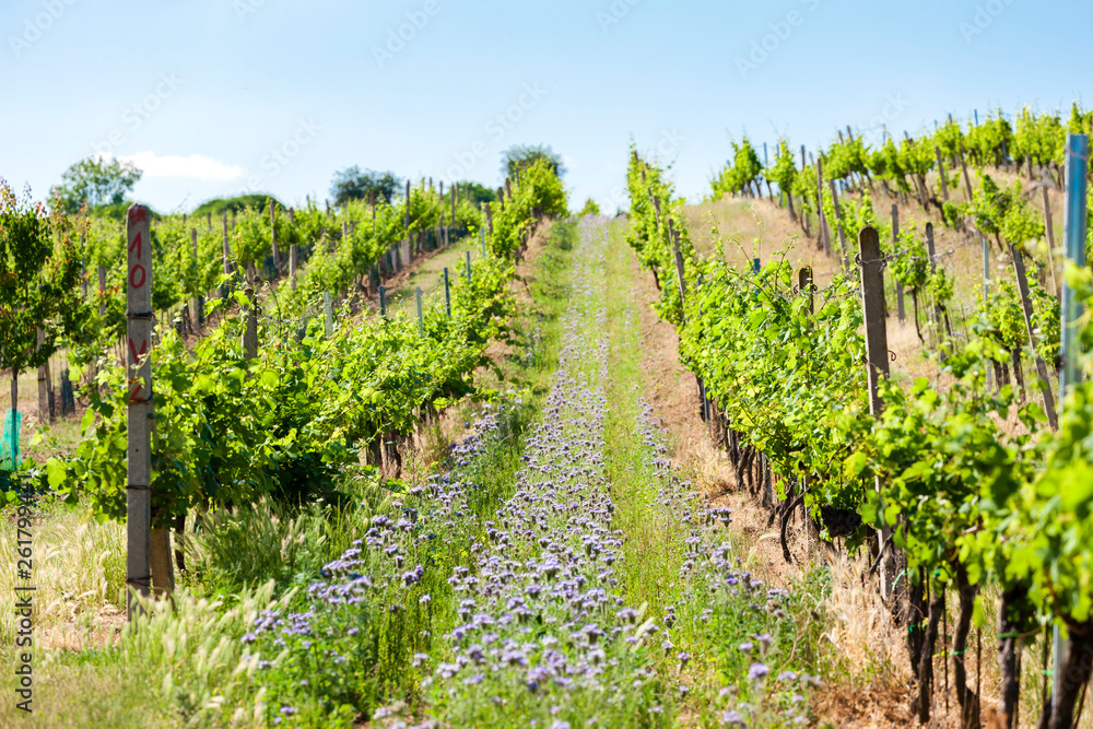 vineyards near Velke Bilovice, Czech Republic