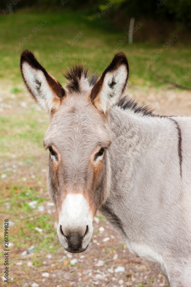 donkey, Alpes de Haute Provence Departement, France