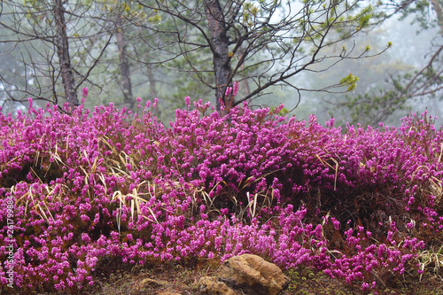 Erica Carnea common Winter Heath in evergreen forest, in fog