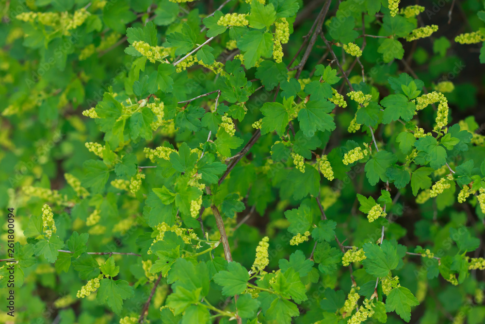 Blooming currant in spring.