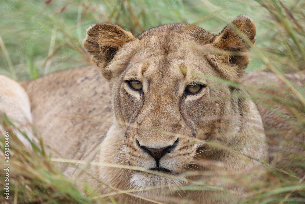 Afrikanischer Löwe / African Lion / Panthera Leo. Afrikanischer Löwe / African Lion / Panthera Leo.