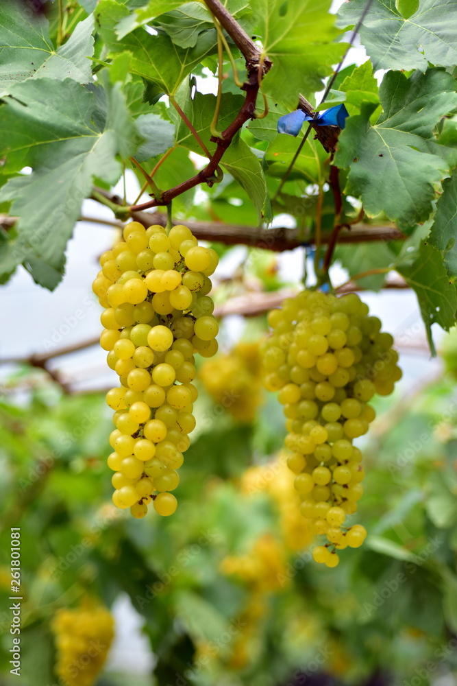 The fresh grapes on the farm are trees and fruit leaves from the vineyard near my house. The fresh grapes on the farm are trees and fruit leaves from the vineyard near my house.