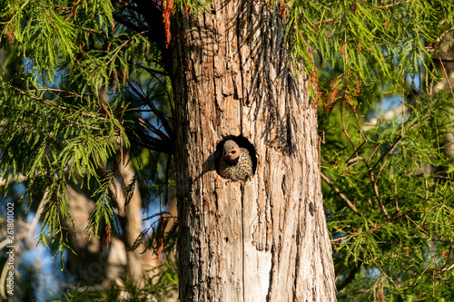 Northern flicker Colaptes auratus at the entrance of its nest in a pine tree in Naples, Florida photo