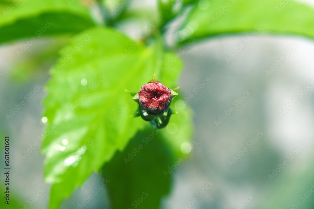Red rose buds bloom in the morning garden against Red rose buds bloom in the morning garden against
