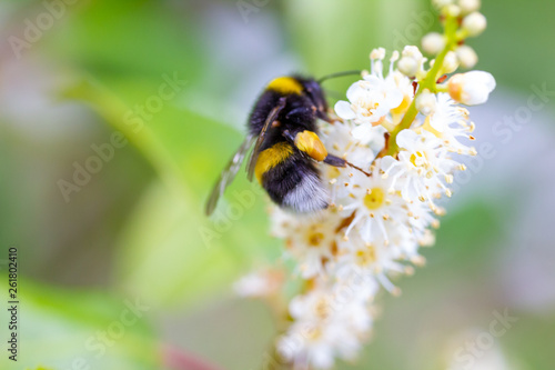 Dunkle Erdhummel mit Pollen auf Blüte
