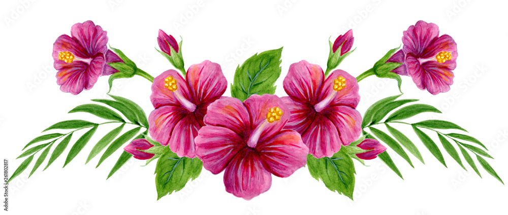 Hand drawn watercolor painting with pink Chinese Hibiscus rose flowers isolated on white background Hand drawn watercolor painting with pink Chinese Hibiscus rose flowers isolated on white background