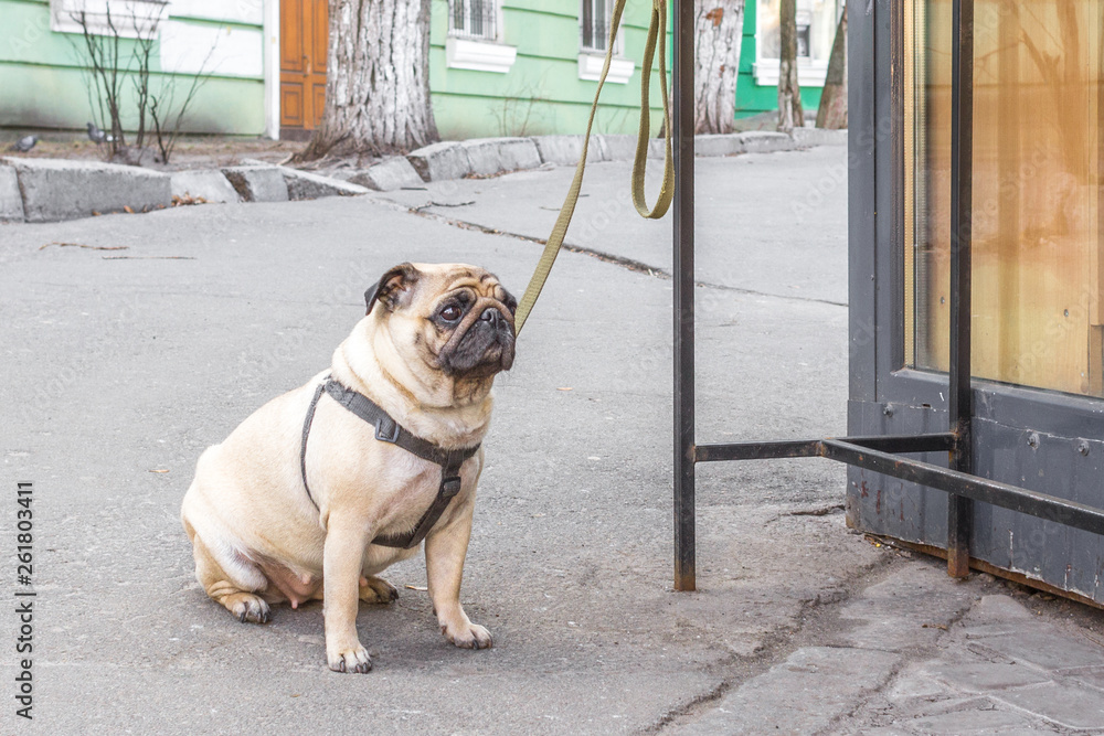 Little pet. Pug on a leash. The dog is waiting for the owner. A faithful dog. Small breed dogs. Purebred pug. Rearing puppy. Dog pet, breed and show class.