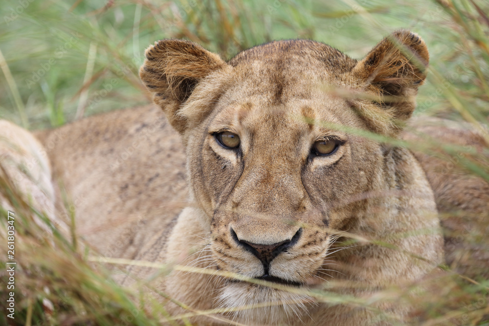 Fototapeta premium Afrikanischer Löwe / African Lion / Panthera Leo.