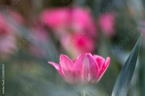 dreamy photography of a pink tulip