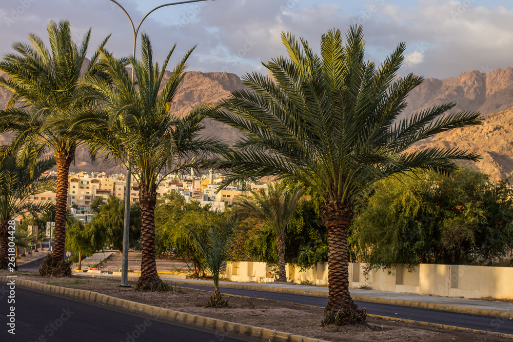 Aqaba Jordan south tropic empty city street with palm trees along road Aqaba Jordan south tropic empty city street with palm trees along road
