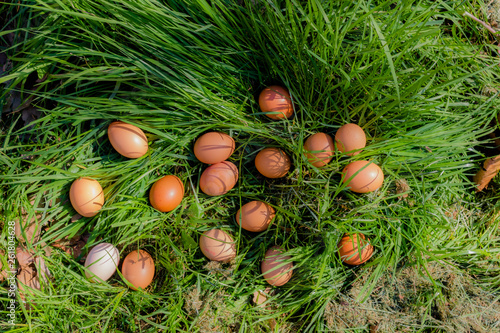 a set of eggs and hen and goose. white and red eggs. leaning on the grass doing and drawing different figures on the ground