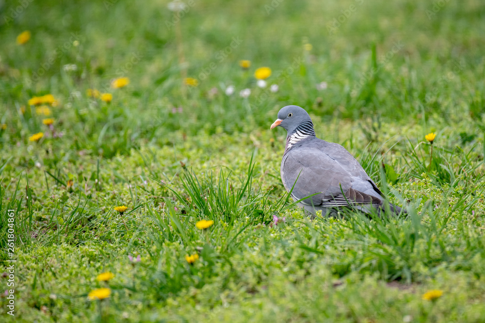Obraz premium Common Wood Pigeon (Columba palumbus) Wildlife animal