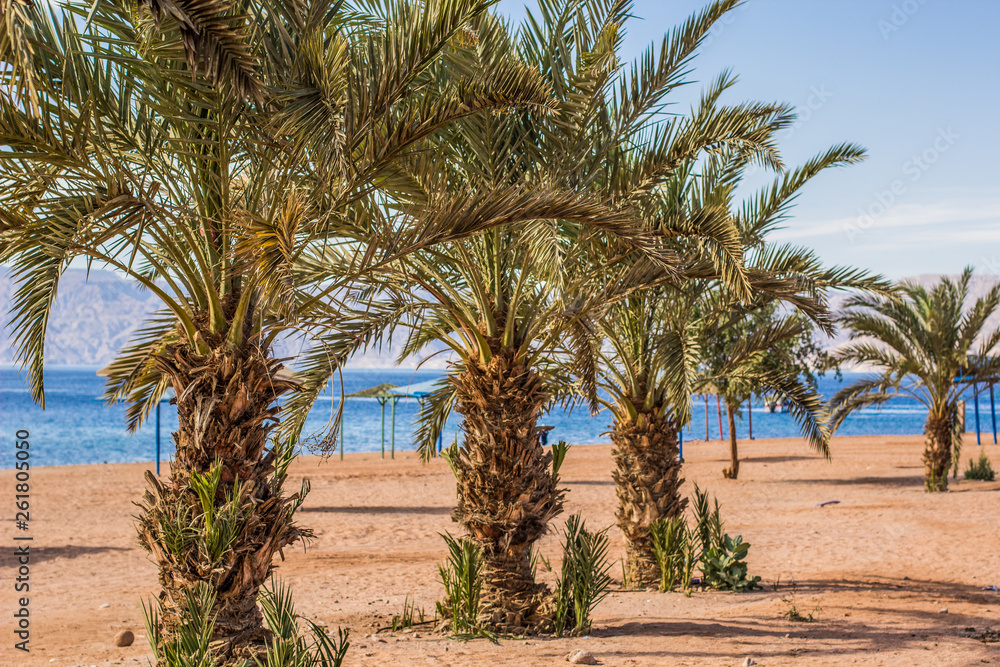 picturesque colorful sand beach with palms along Red sea waterfront coast line summer vacation concept