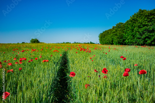 Red poppies on a green field