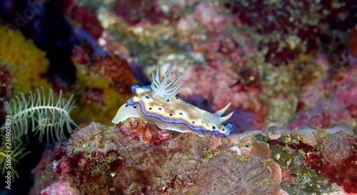 Nudibranche doris 