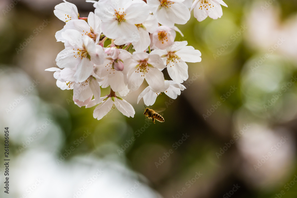 Honey bee on cherry tree blossom flower. Macro close-up shot