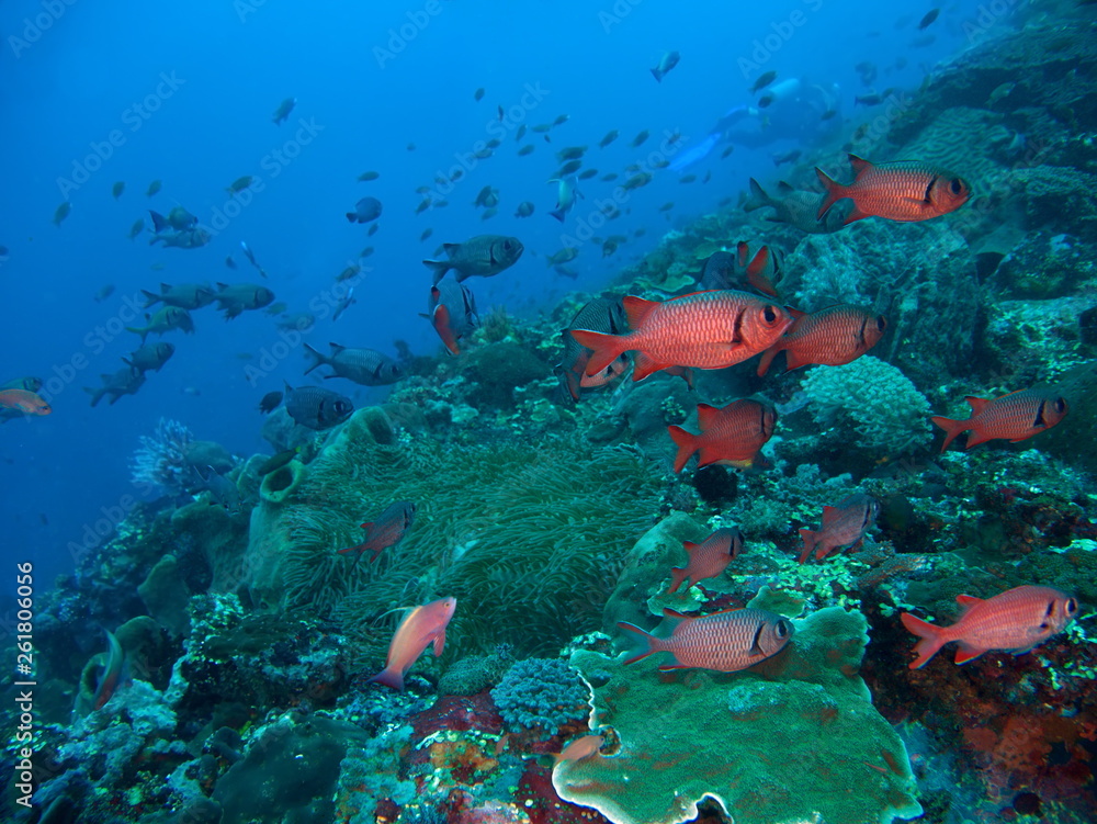 Fototapeta premium Poissons soldat