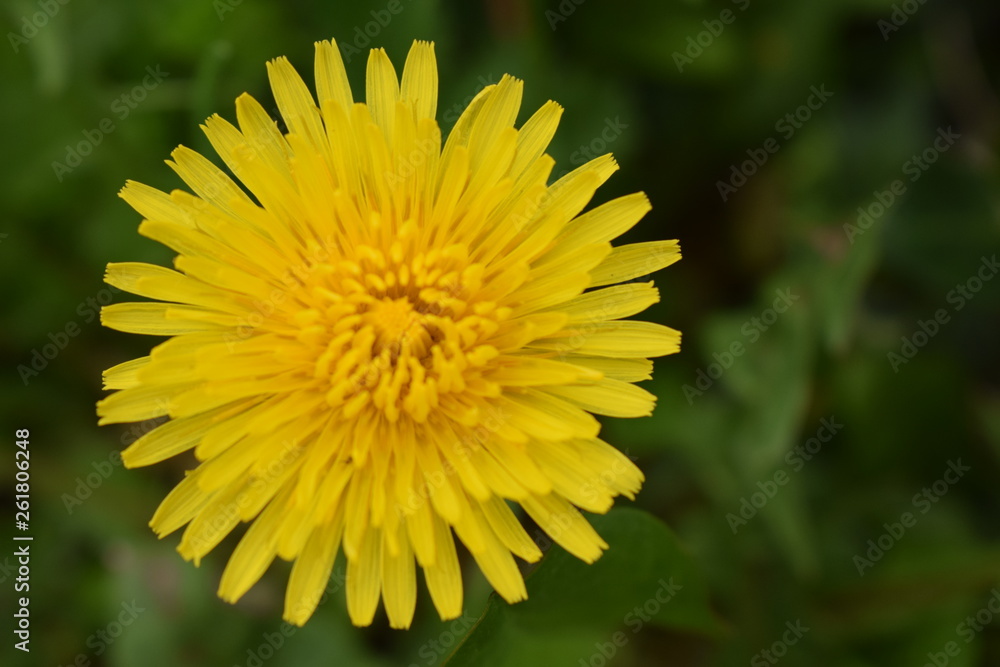 Dandelion on green background Dandelion on green background