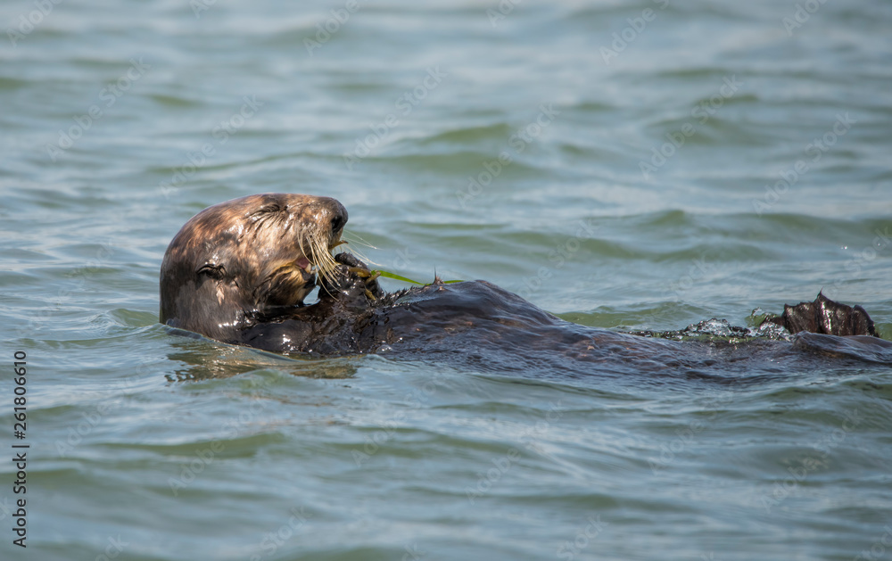 Fototapeta premium Sea Otter Eating