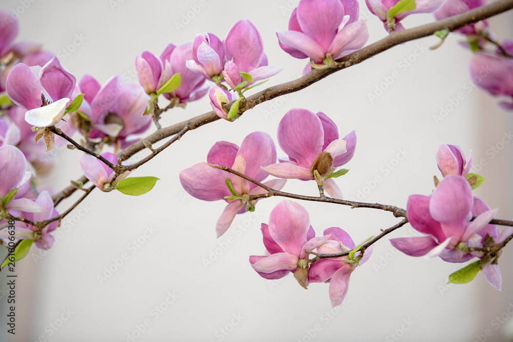 Branch of blossom magnolia isolated