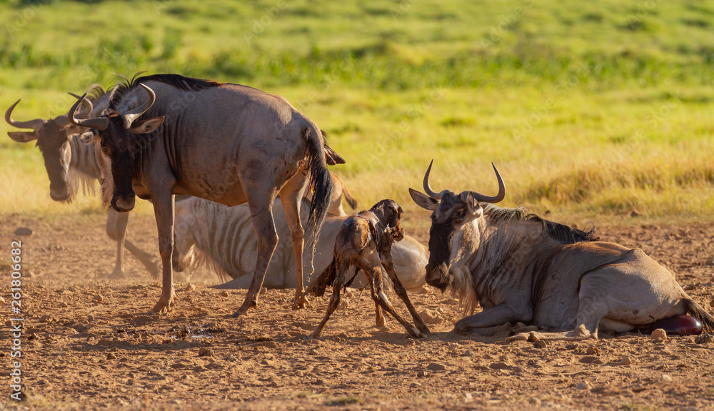 Blue wildebeest gnu (Connochaetes taurinus) newborn calf stands for first  time with mother in Amboseli National Park, Kenya, Africa. Birth of baby  wildlife Stock Photo | Adobe Stock