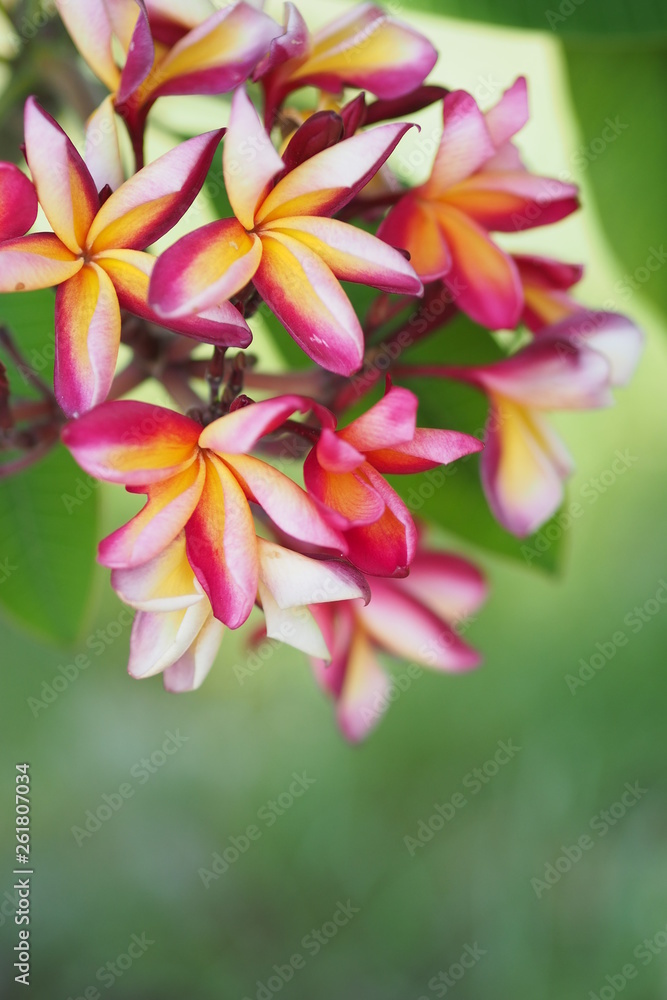 Fototapeta premium OLYMPUS DIGITAL CAMERA