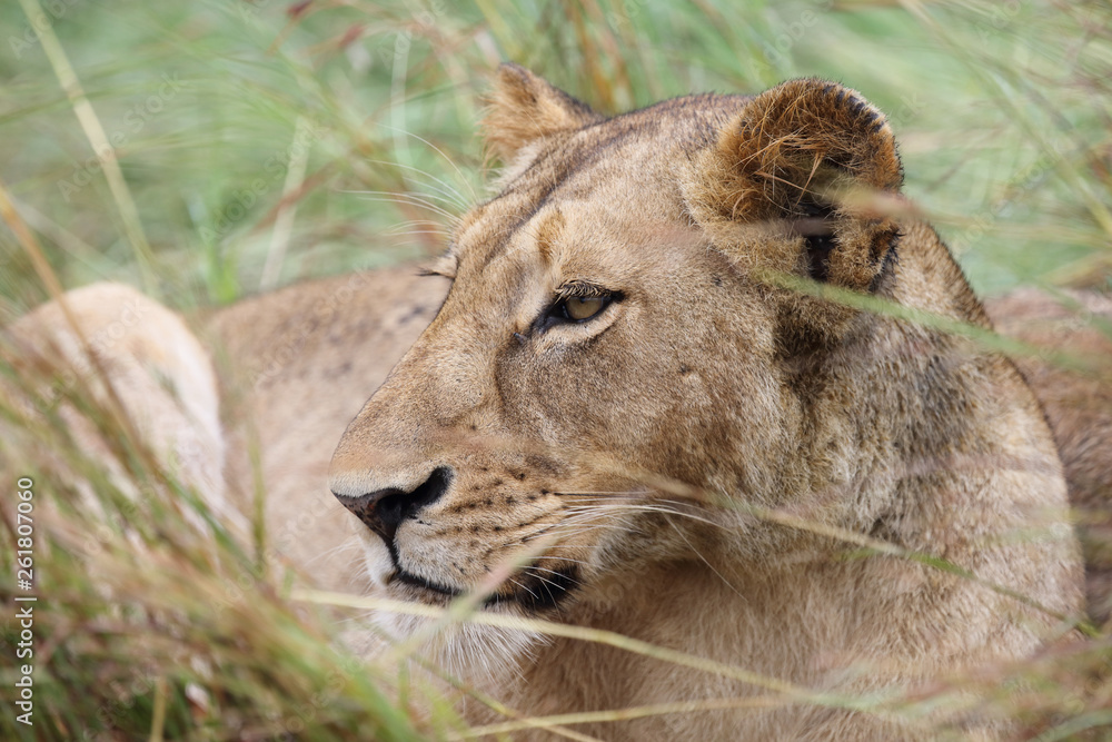 Afrikanischer Löwe / African Lion / Panthera Leo. Afrikanischer Löwe / African Lion / Panthera Leo.