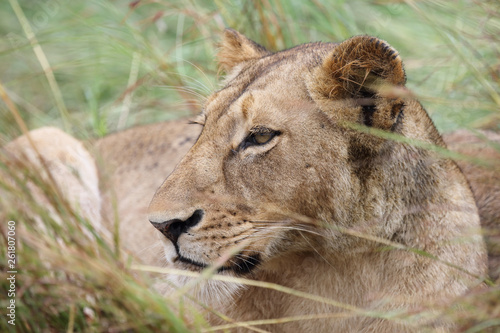 Afrikanischer L  we   African Lion   Panthera Leo.