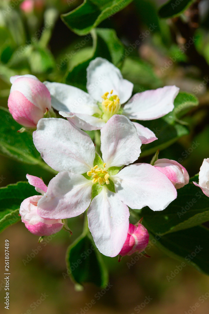 Apple garden Apple garden
