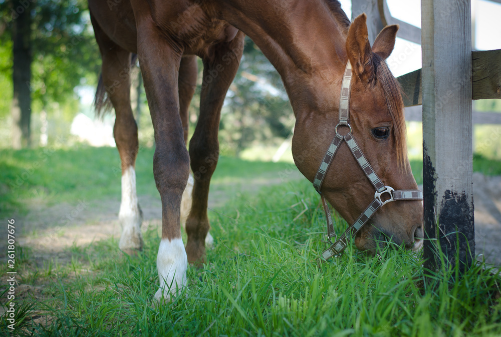 portrait of trakehner stallion horse eating fresh green grass in summer landscape portrait of trakehner stallion horse eating fresh green grass in summer landscape