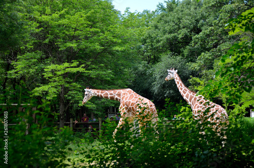 Photography giraffe's roaming