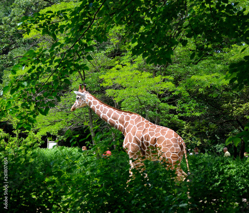 Photography giraffe in zoo