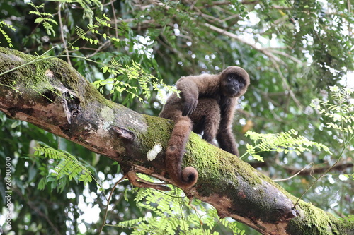 Woolly Monkey in a tree