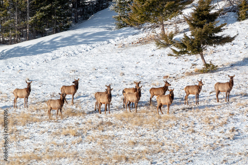 Winter Morning Elk Herd