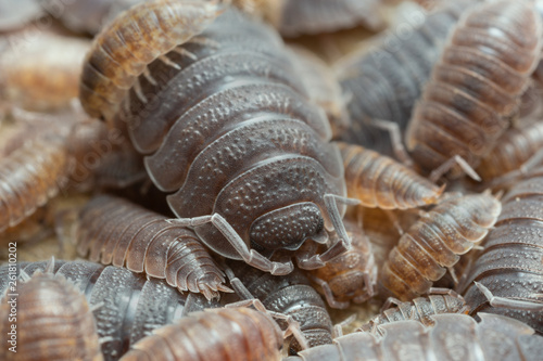 Many rough woodlouses, Porcellio scaber on wood photographed with high magnification