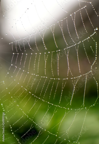 spider web in raindrops