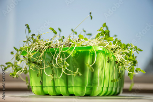 Green Microgrin, sprouted grains in a pot on the windowsill. Healthy lifestyle photo