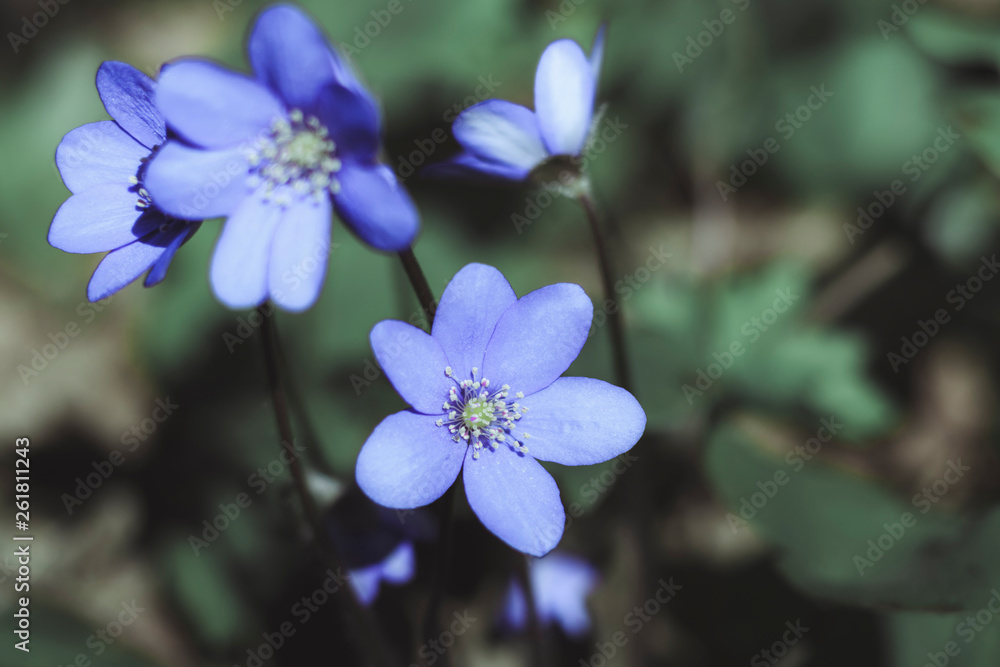 spring Flower. blue snowdrop in natural environment. shallow depth of cut. there is tinted. spring Flower. blue snowdrop in natural environment. shallow depth of cut. there is tinted.