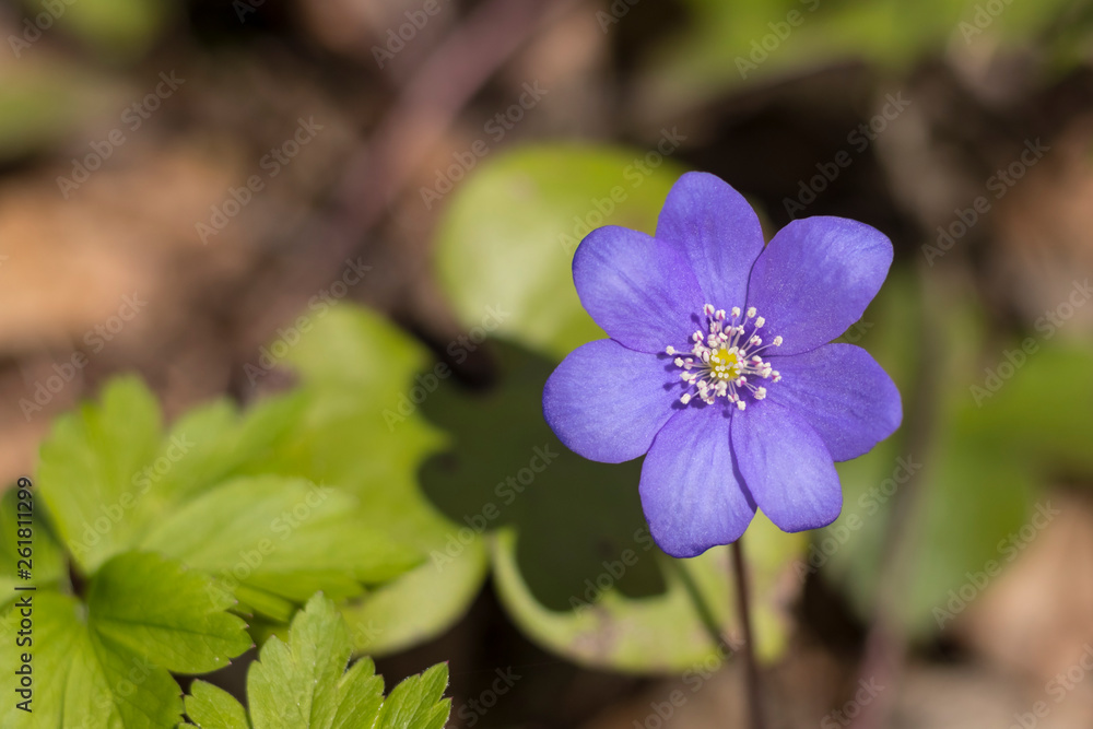 spring Flower. blue snowdrop in natural environment. shallow depth of cut. there is tinted. spring Flower. blue snowdrop in natural environment. shallow depth of cut. there is tinted.