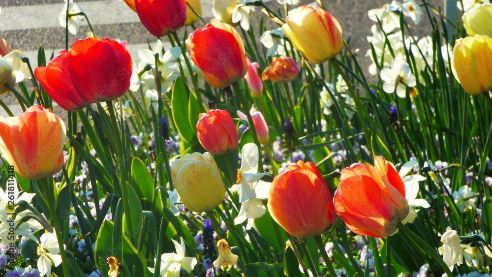 Fototapeta premium tulipe