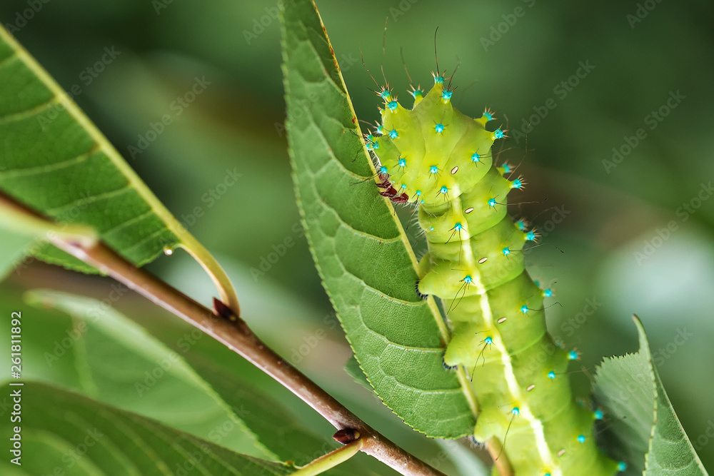 Naklejka premium Insects in their natural habitat-forest,park,close-up.