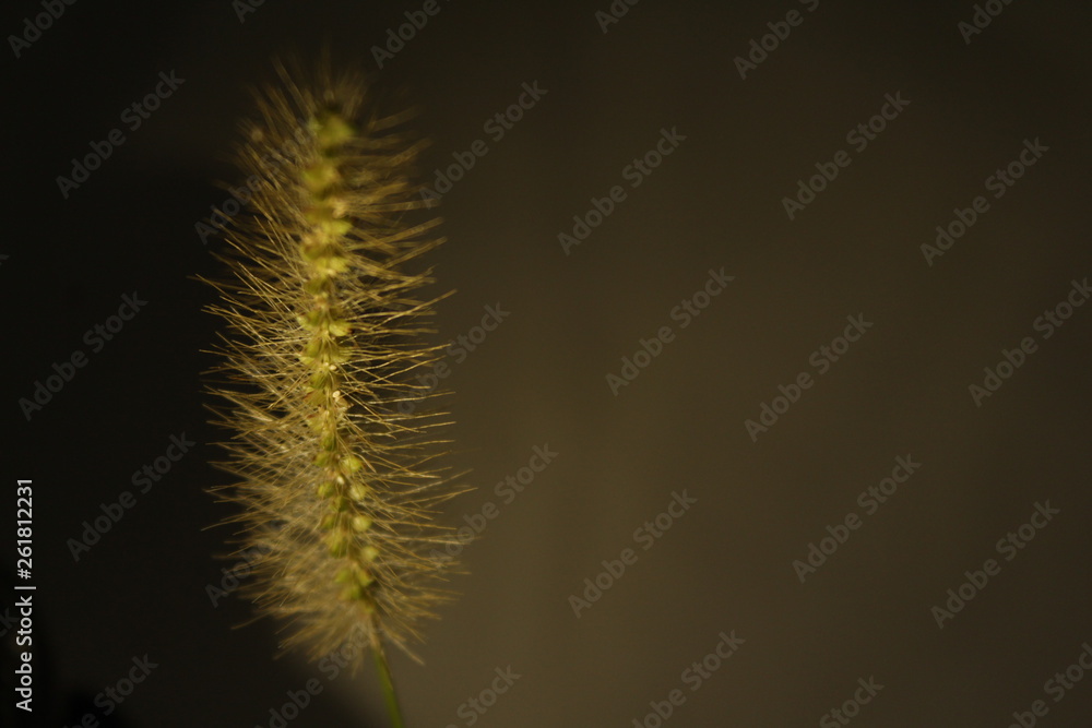 Fototapeta premium paisagem