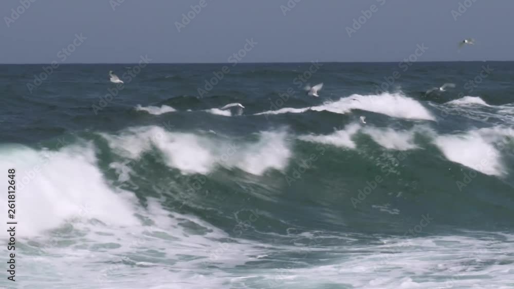 Seagull flock flying over crashing waves of rough sea Seagull flock flying over crashing waves of rough sea