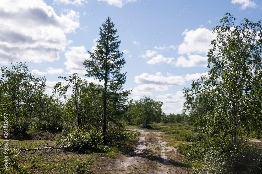 Trail across green forest with pines, spruces, larches and birches. Path, way, track, walk ... Bright summer day with blue sky. Travel Trail across green forest with pines, spruces, larches and birches. Path, way, track, walk ... Bright summer day with blue sky. Travel